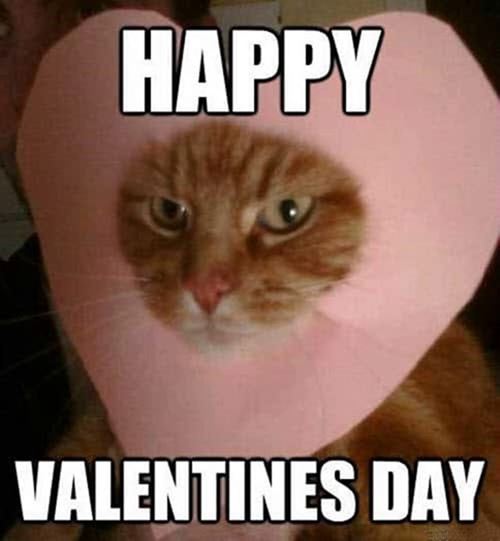 funny valentine days meme cards Best Funny Valentines Day Memes Valentines Images